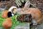 Meerschweinchengruppe und Kaninchen beim Fressen